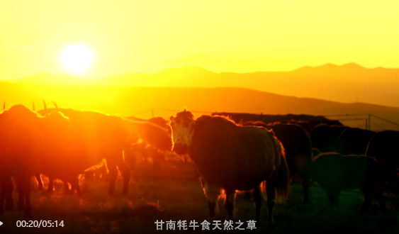 甘南畜牧产业高质量发展——甘南牦牛乳产业